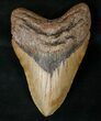 Megalodon Tooth - North Carolina #15680-1